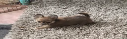 Chihuahua dogs for sale: KC Reg Chihuahua Pups, Champion lines. - Advert 3