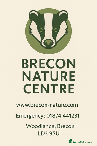 Mixed Breed livestock - Advert 20
