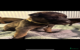 Belgian Shepherd Dog dogs for sale: Belgian Malinois puppies KC registered in Hartlepool - Image 19