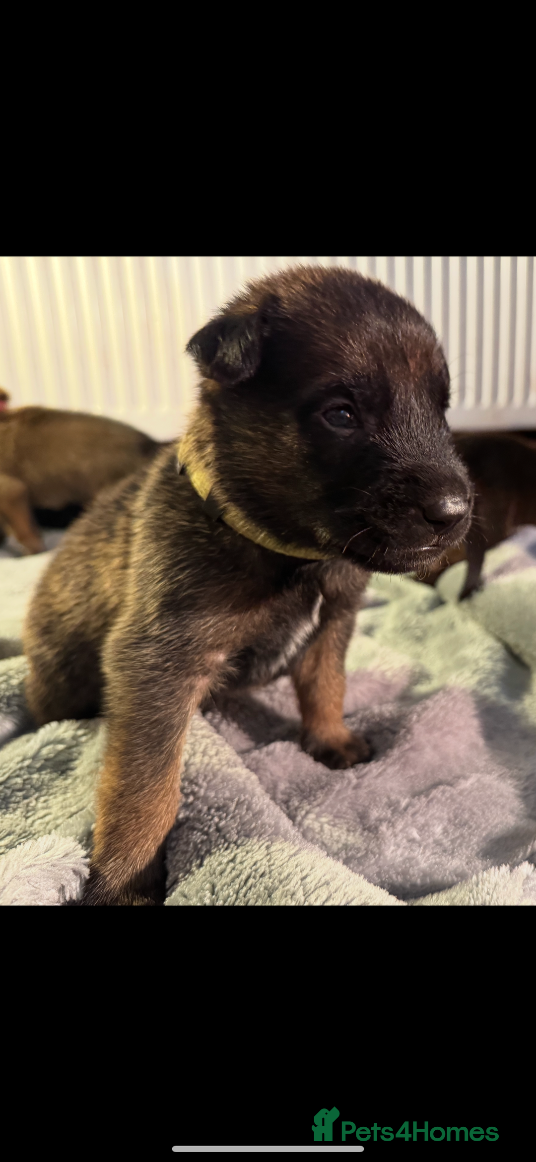 Belgian Shepherd Dog dogs for sale: Belgian Malinois puppies KC registered in Hartlepool - Image 19