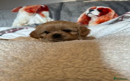 Cava Tzu dogs for sale: Shitalier  - Image 5