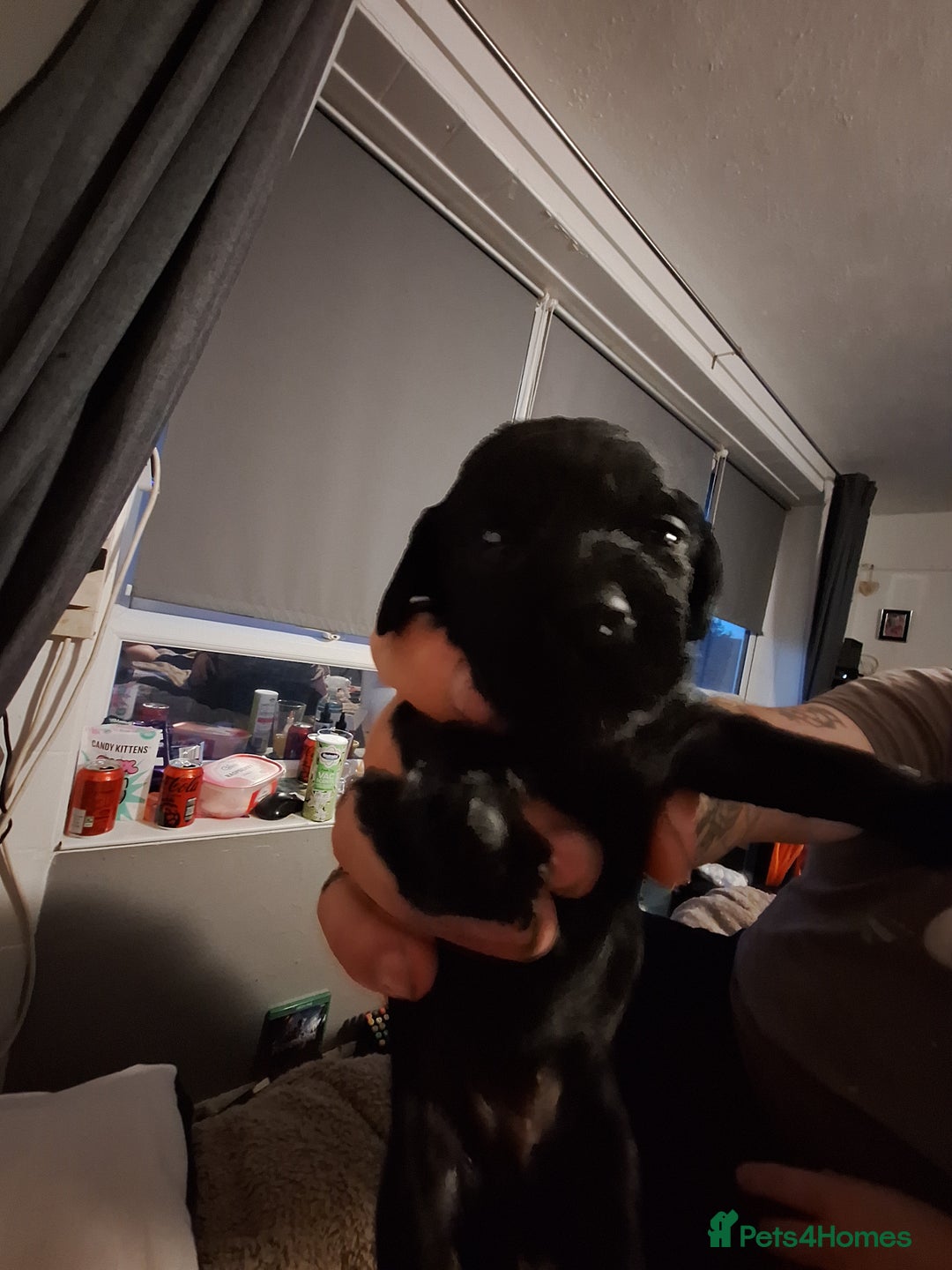 Mixed Breed dogs for sale: Daxiepoos  - Image 2