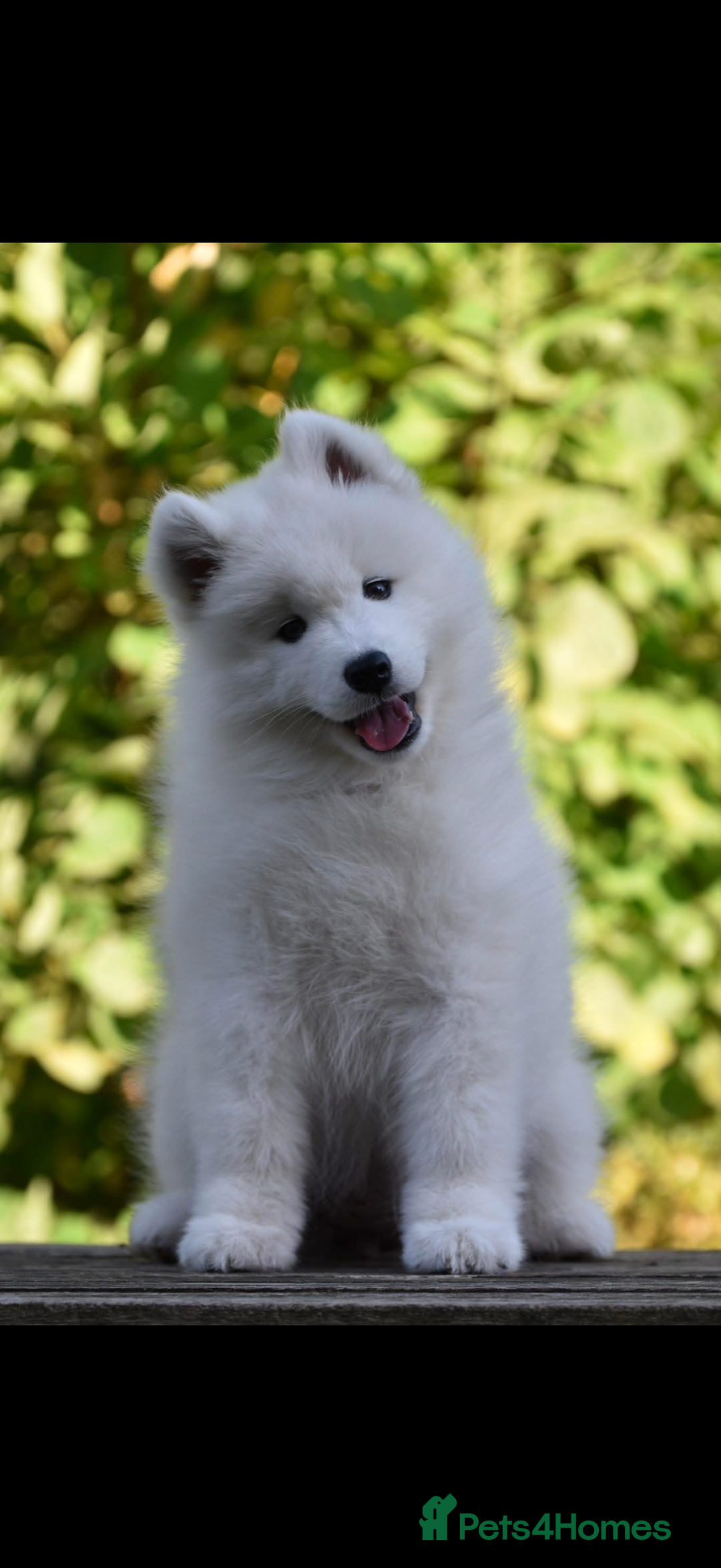 Samoyed dogs for sale: Samoyed puppy - Advert 5