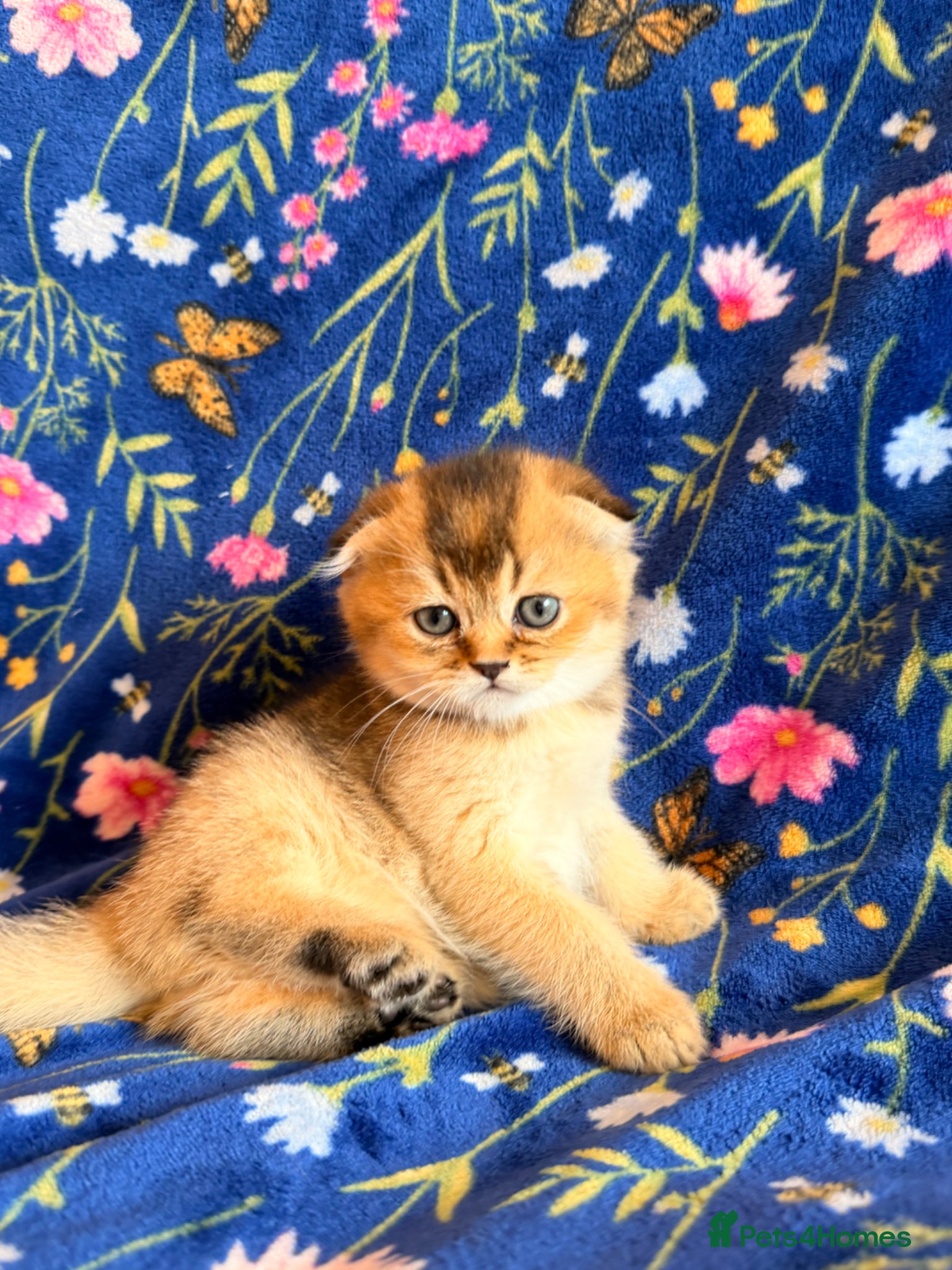 Scottish Fold cats for sale: Pedigree Scottish fold kittens - Advert 1