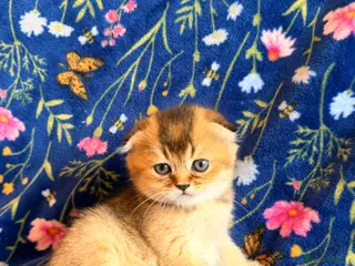 Scottish Fold cats for sale: Pedigree Scottish fold kittens - Advert 1