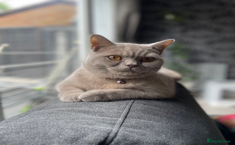 British Shorthair cats - Advert 1