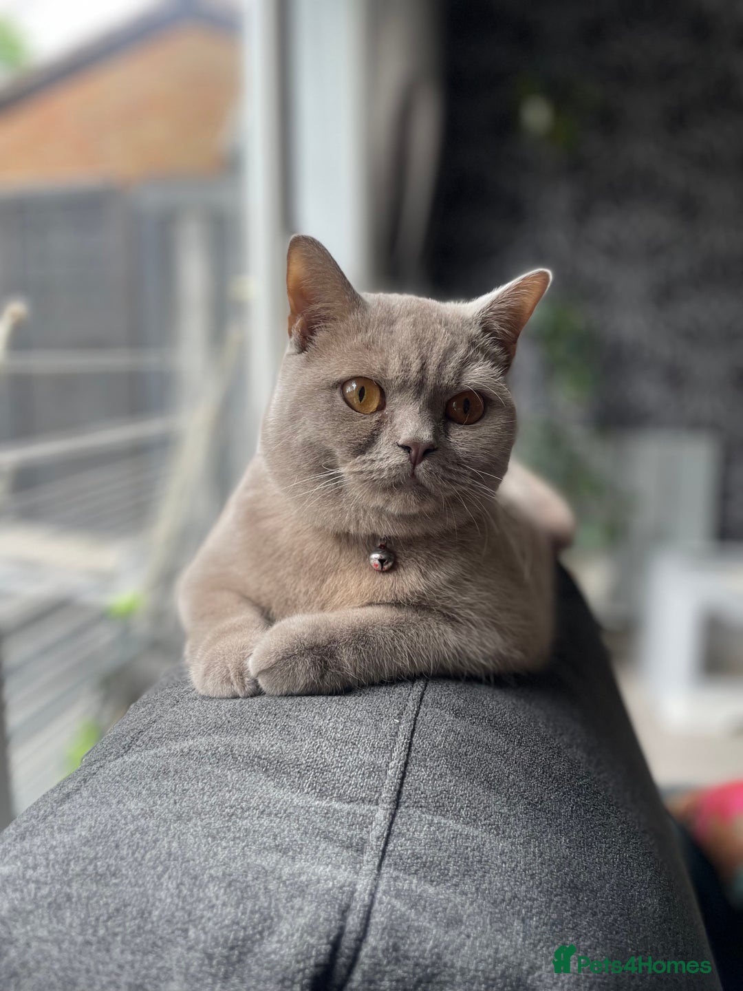 British Shorthair cats for sale: Stunning 2-Year-Old Male Lilac British Shorthair - Image 1