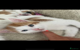 Mixed Breed cats for sale: Beautiful ginger and white kittens - Image 11