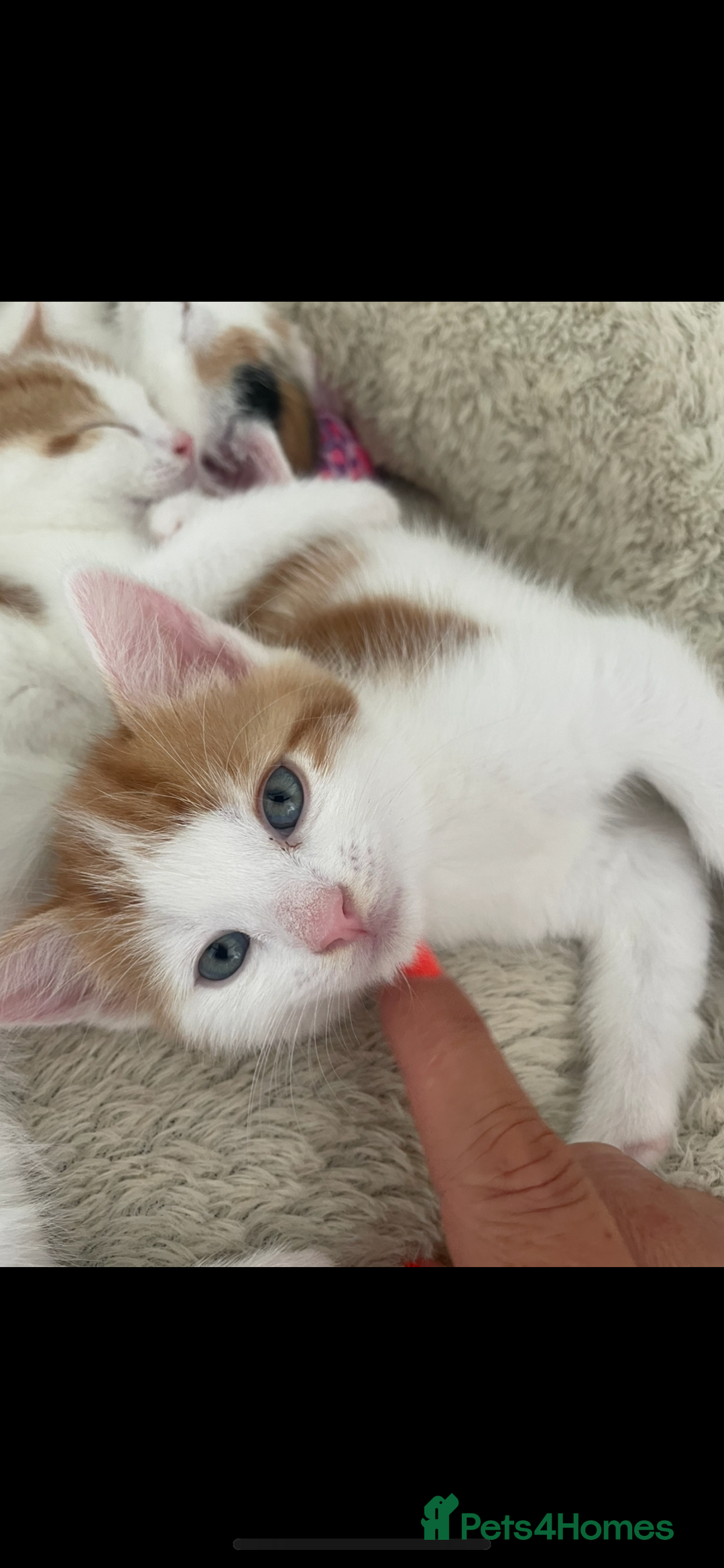 Mixed Breed cats for sale: Beautiful ginger and white kittens - Image 11