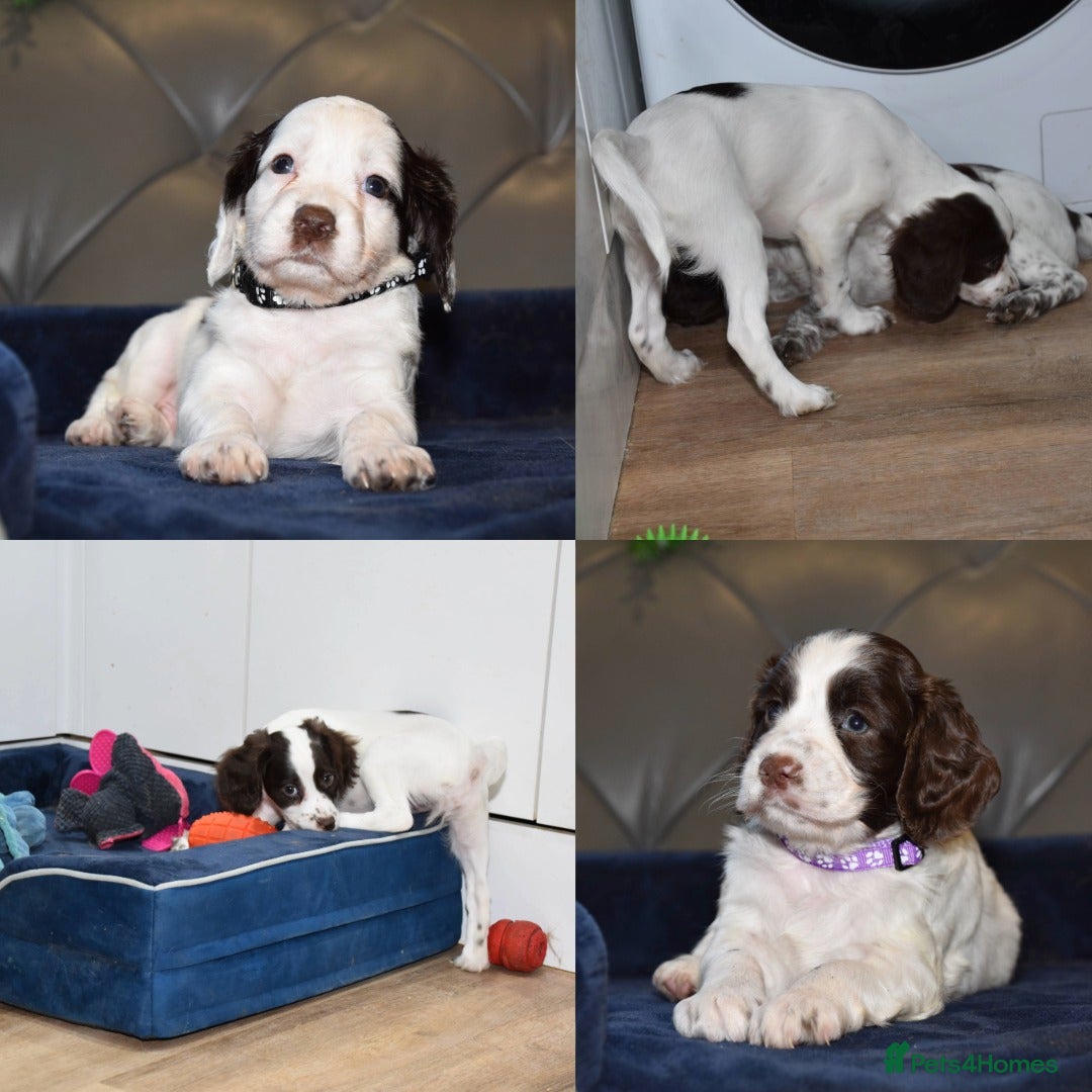 Cocker Spaniel dogs Ready Now Kc Reg Health Tested - Advert 7