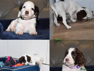 Cocker Spaniel dogs Ready Now Kc Reg Health Tested - Advert 7