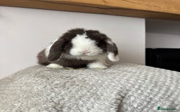 Mini Lop rabbits for sale: Pure Bred Mini lops  - Image 17