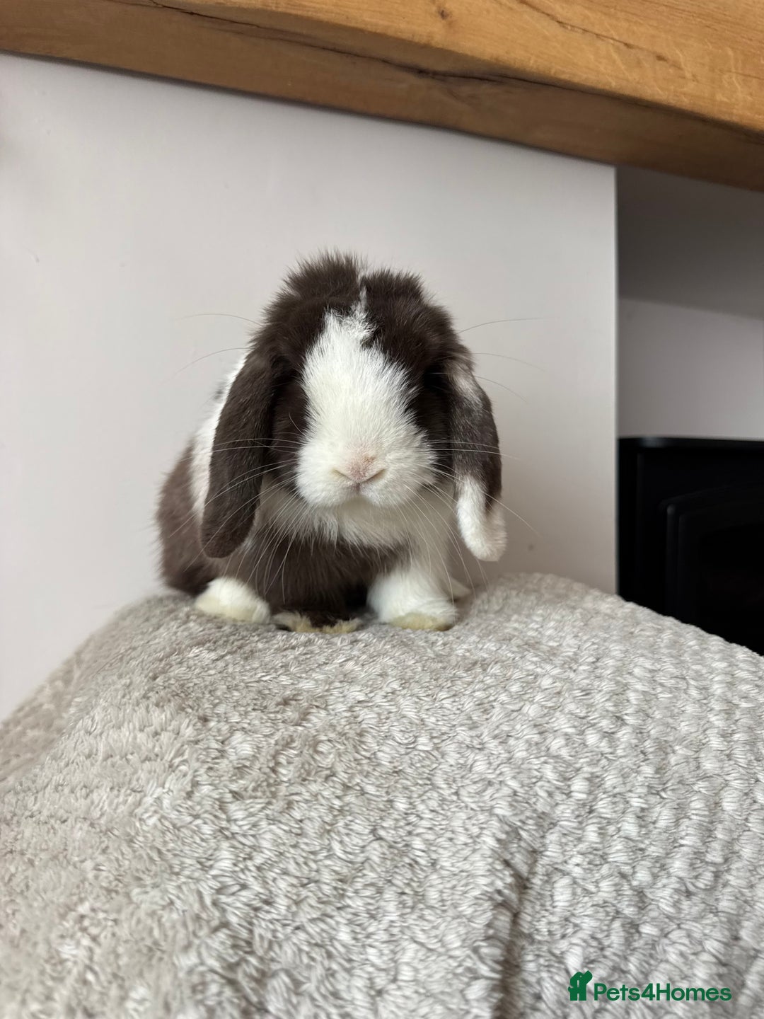 Mini Lop rabbits for sale: Pure Bred Mini lops  - Image 17