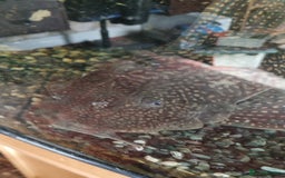 Plecos fish for sale: Pleco  - Image 2