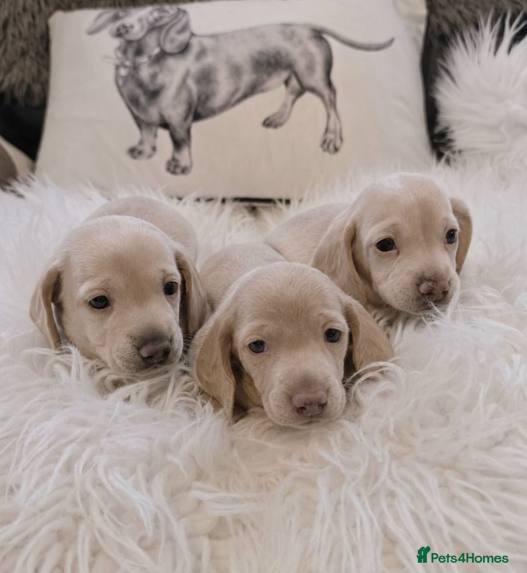 Miniature Dachshund dogs KC reg cream dachshunds  - Advert 10