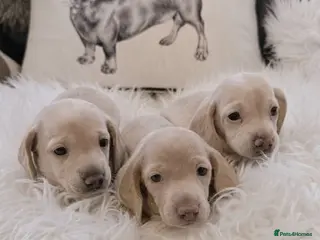 Miniature Dachshund dogs KC reg cream dachshunds - Advert 10
