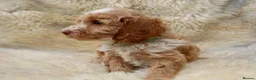 Cockapoo dogs for sale: FI CHAMPAGNE AND WHITE  MALE FROM 5* BREEDER - Advert 18