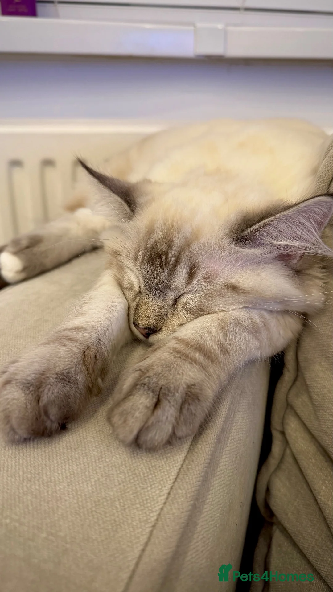 Ragdoll cats for sale: Ragdoll Male 6 months in Manchester - Advert 2