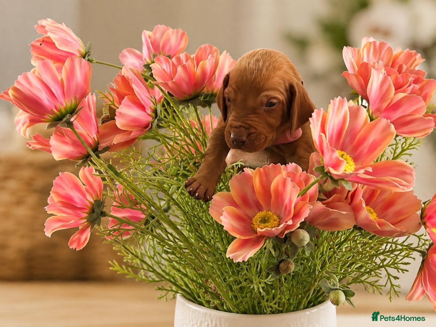 Hungarian Vizsla dogs Beautiful Hungarian Vizsla Puppies - Advert 1