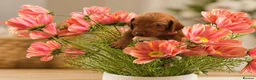 Hungarian Vizsla dogs for sale: Beautiful Hungarian Vizsla Puppies in Bewdley - Advert 1