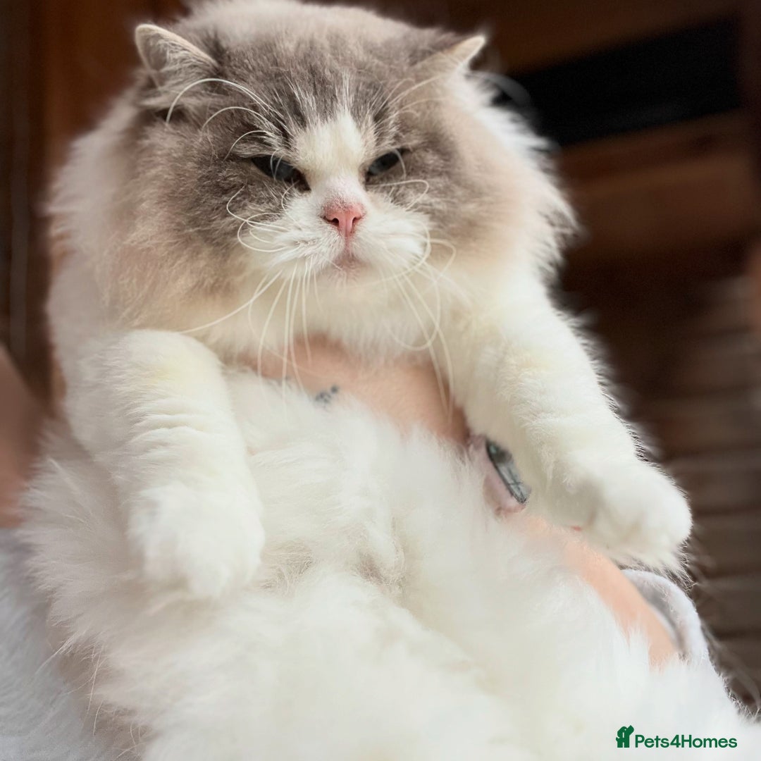 Ragdoll cats for sale: European ragdolls  - Image 7