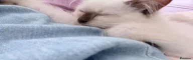 Ragdoll 1