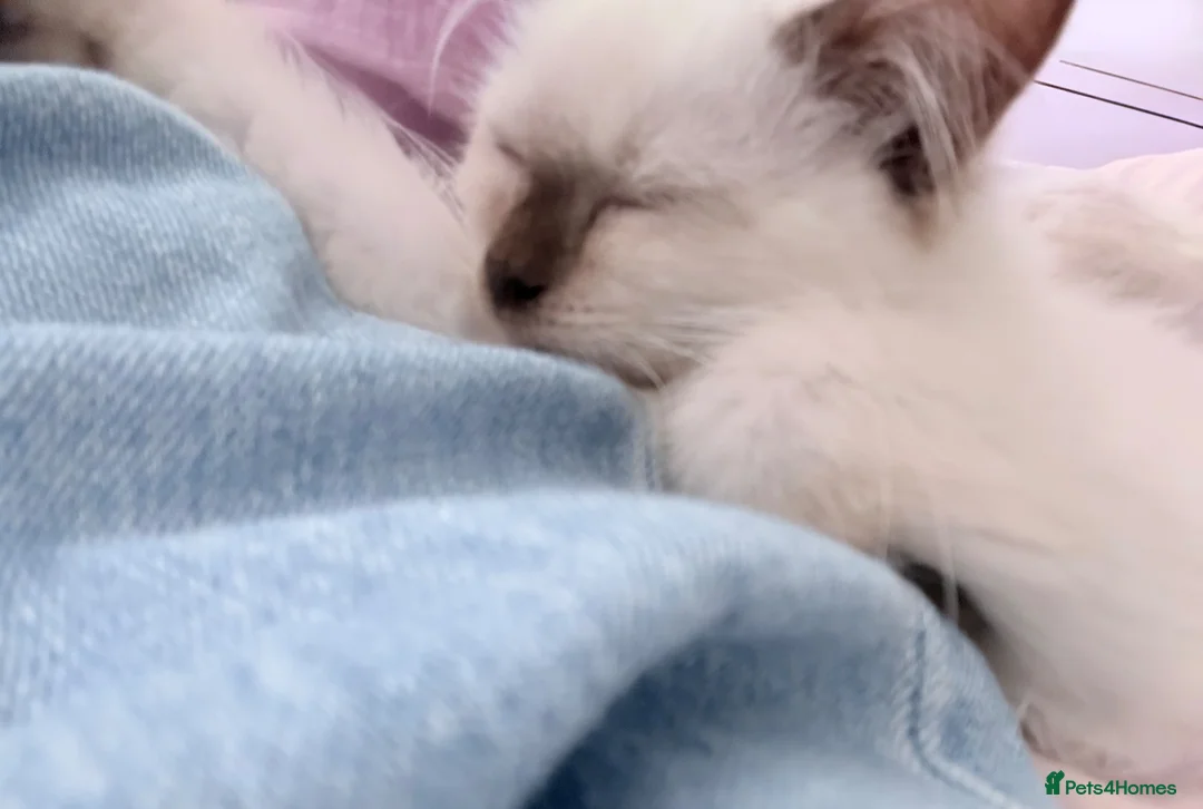 Ragdoll cats for sale: Chocolate Point Ragdoll  - Advert 2
