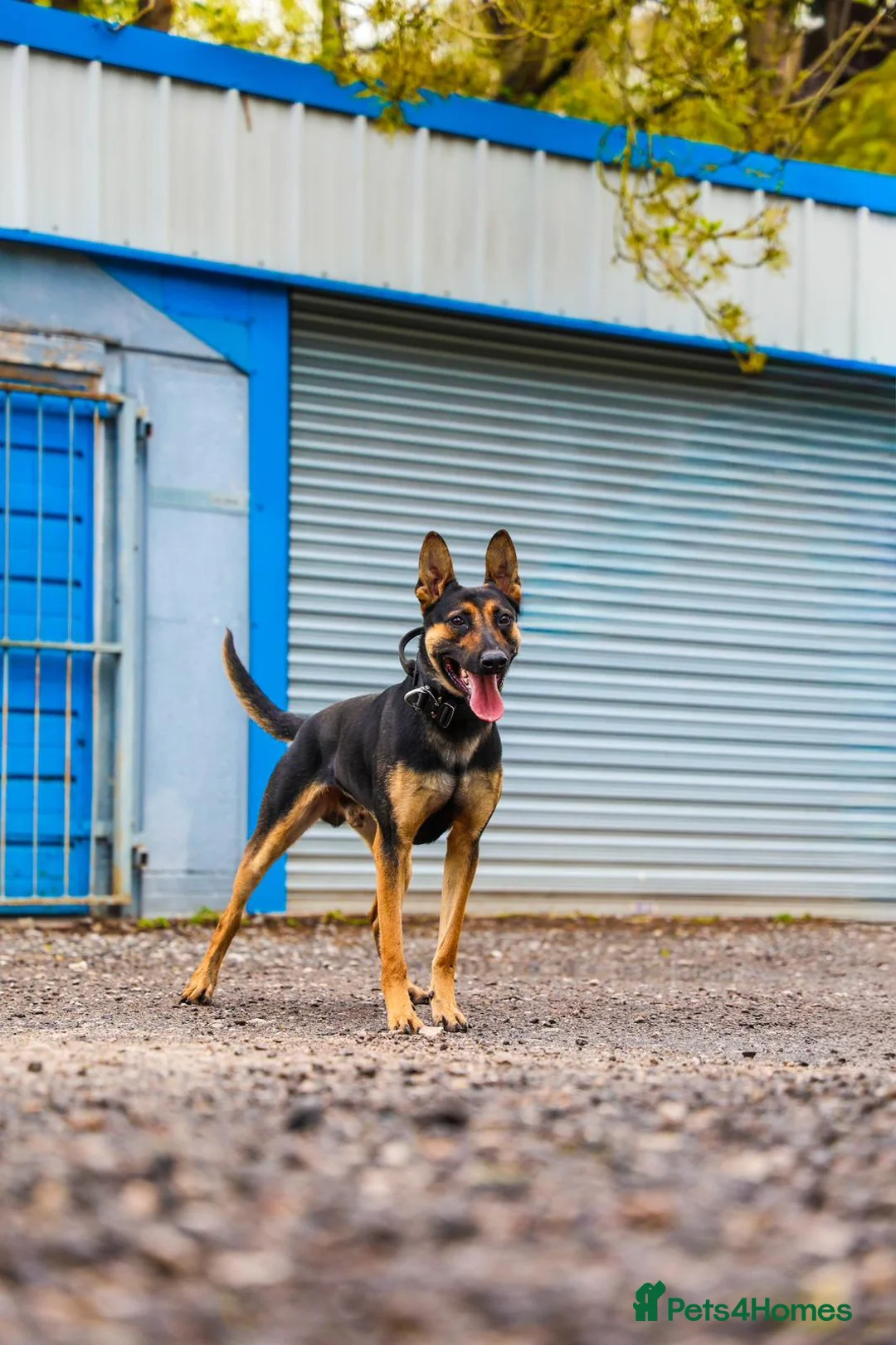 Belgian Shepherd Dog dogs for sale: Female BRN Dutch Herder Puppies - Advert 2