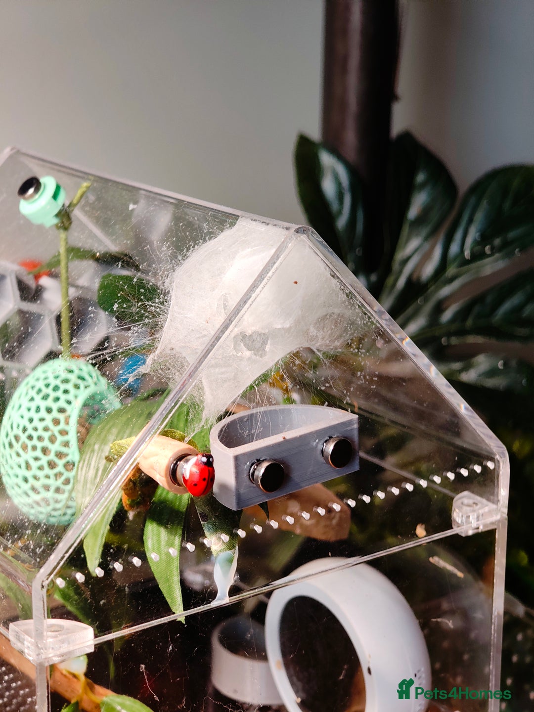 Spiders invertebrates for sale: 3 x female young adult jumping  spiders phidippus - Image 2