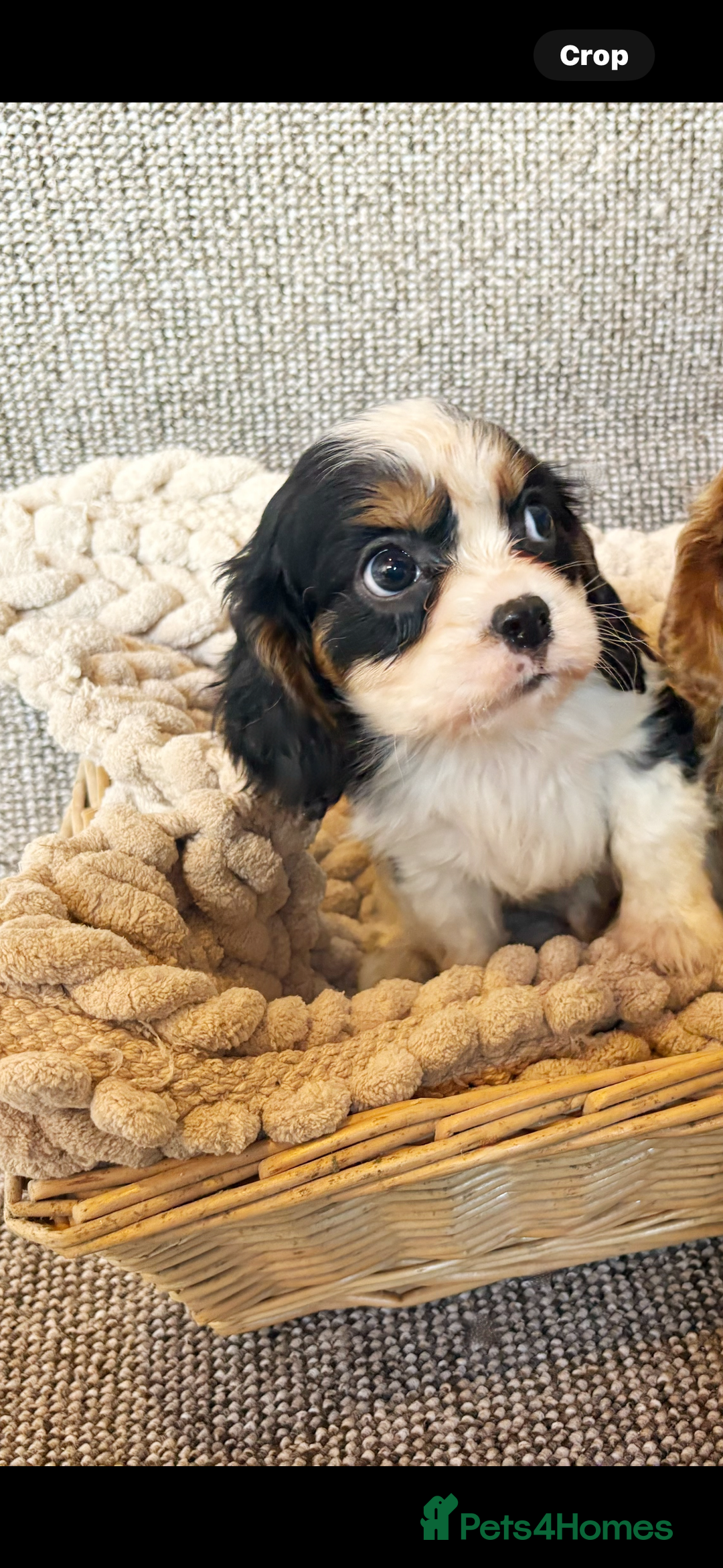 Cavalier King Charles Spaniel dogs for sale: Cavalier King Charles Puppys   - Advert 11