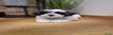 Mixed Breed Puppy 1