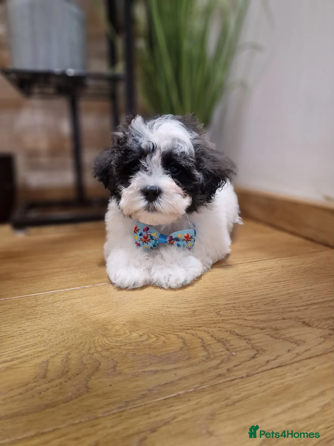 Mixed Breed dogs for sale: Malshipoo - Advert 1