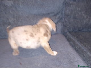 American Bulldog dogs Mr a FORD - Advert 10