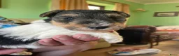 Fox Terrier dogs for sale: 4 stunning fox terrier puppies for sale  - Advert 12