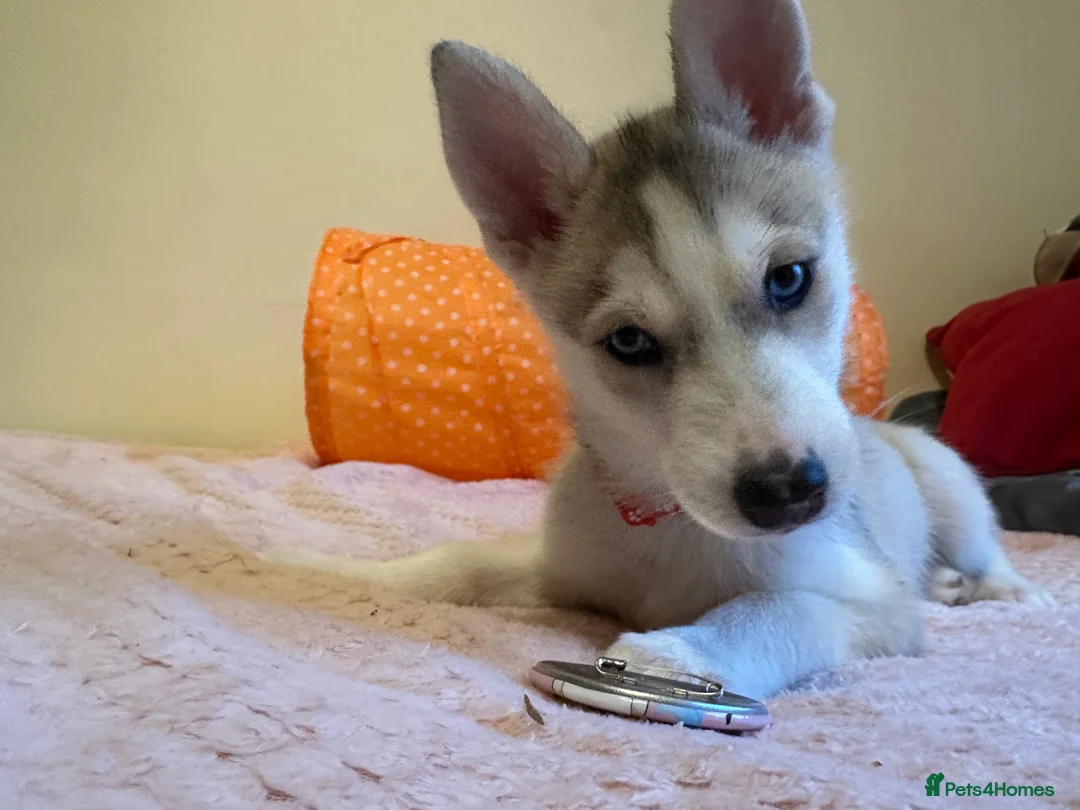 Siberian Husky dogs for sale: ✨ Siberian Huskies puppies ✨ - Advert 23