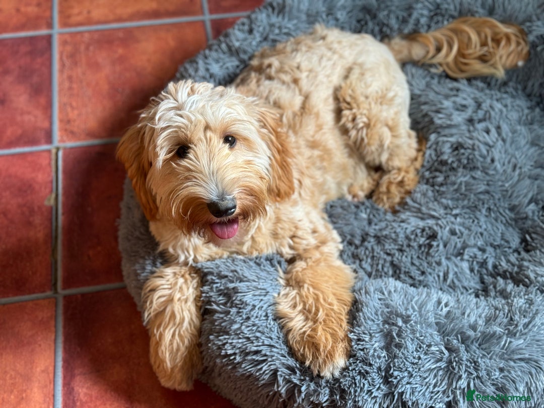 Australian Labradoodle dogs for sale: Perfect Mini Australian Labradoodles 🐾  - Advert 3