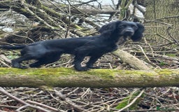 Cocker Spaniel dogs for sale: Working cocker spaniels for sale  - Image 7