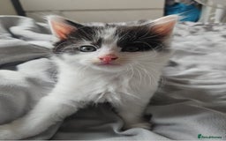 Mixed Breed cats for sale: 2 fluffy boys - Image 7