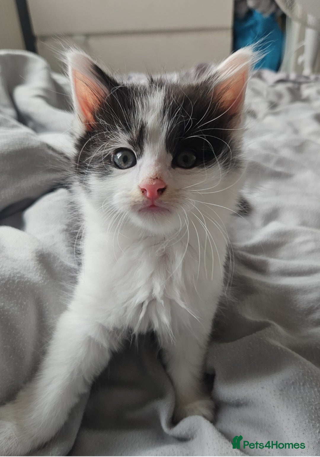 Mixed Breed cats for sale: 2 fluffy boys - Image 7