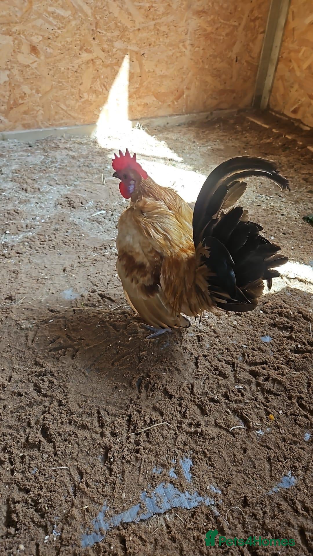 Chickens poultry 🐓 Serama Bantam Roosters 🐓  - Advert 1