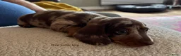 Miniature Dachshund dogs for sale: Gorgeous Litter of Miniature Dachshund Puppies - Advert 35
