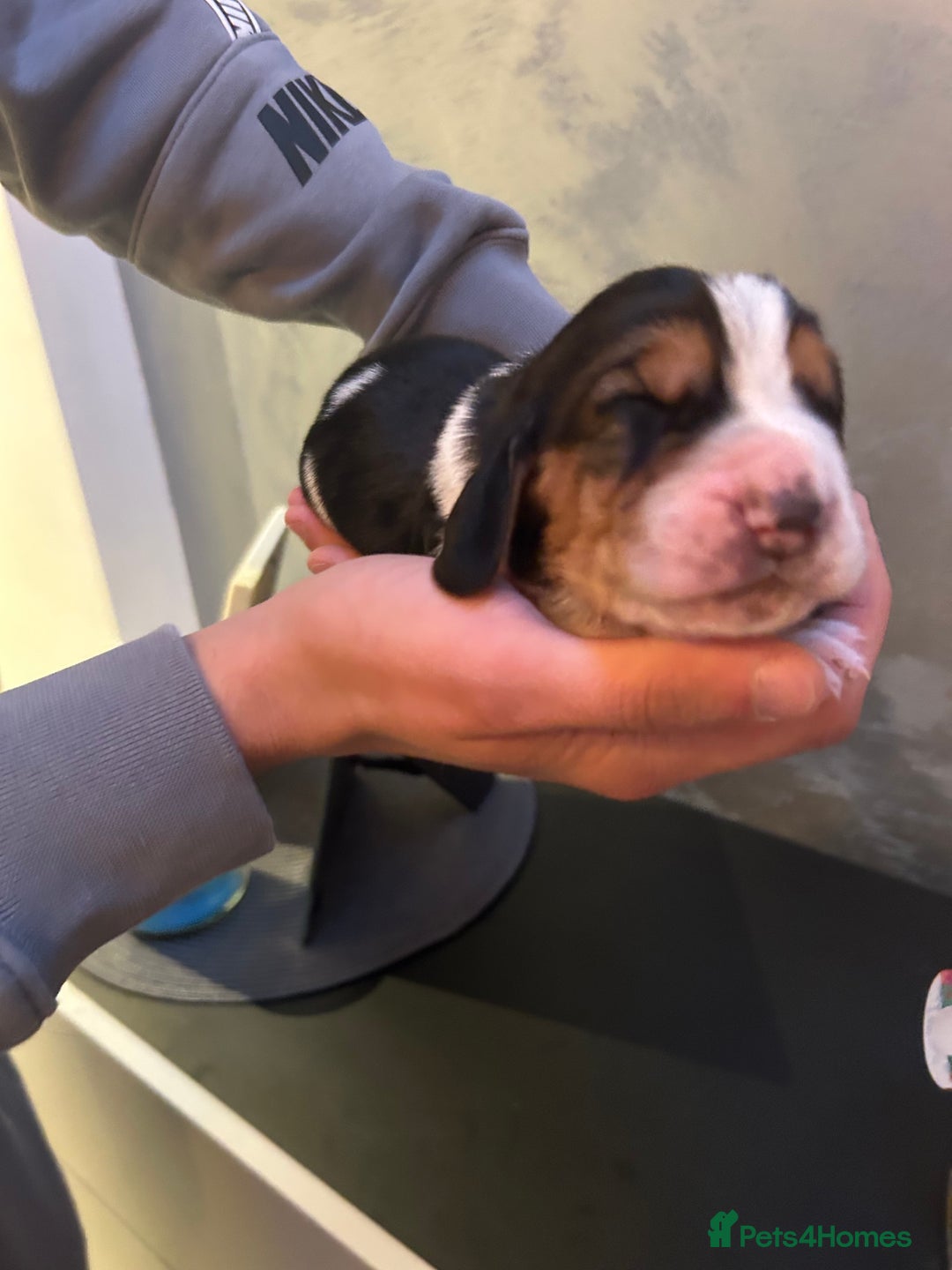 Basset Hound dogs for sale: Stunning Basset hound puppies!! KC reg. - Advert 3