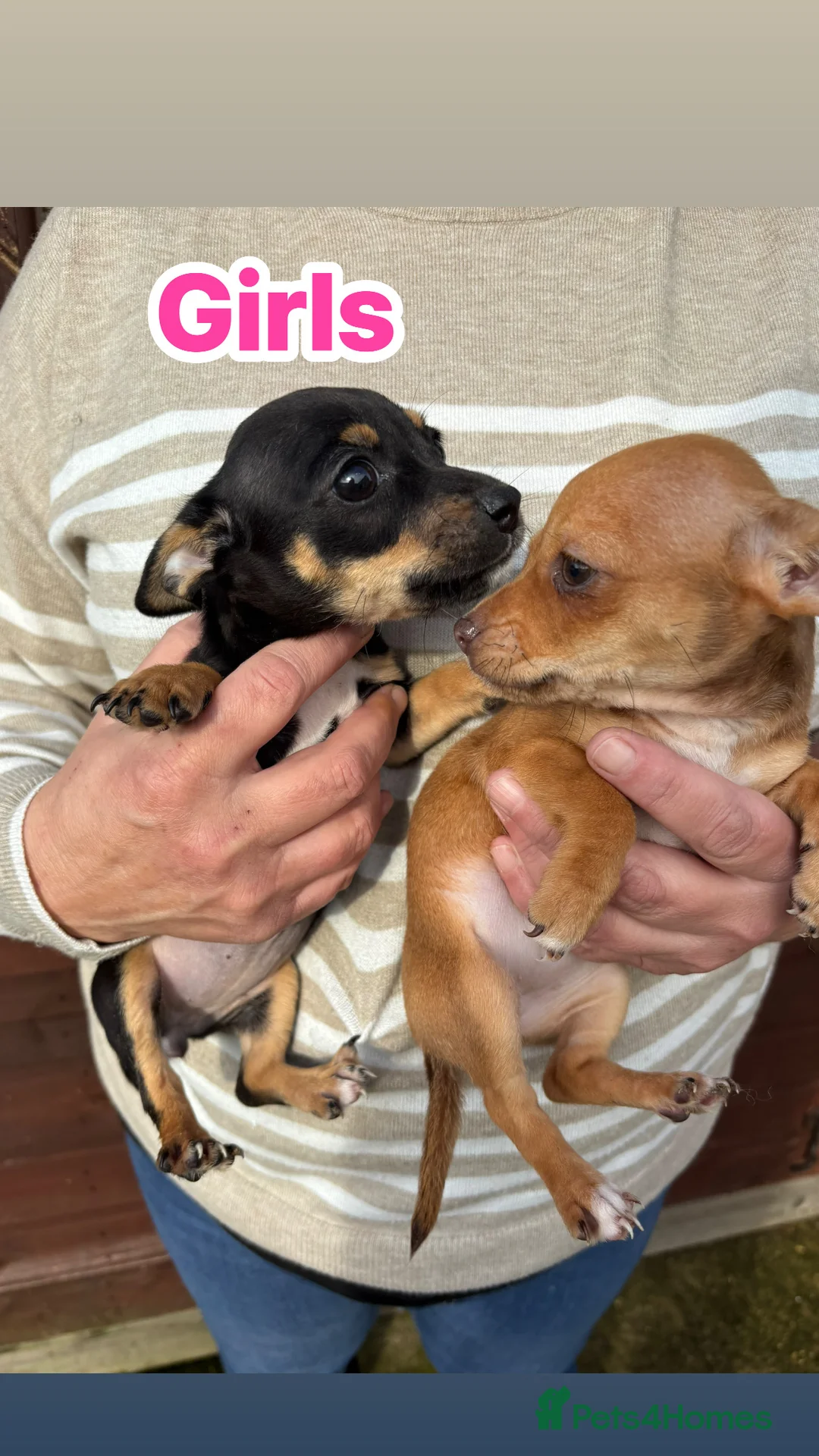 Jack Chi dogs for sale: Jack Chi’s  - Advert 4