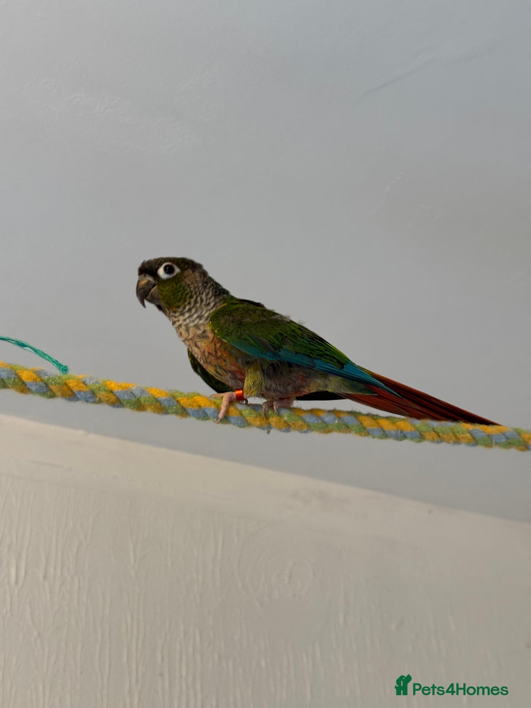 Conures birds for sale: Green cheek conures - Advert 1