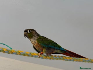 Conures birds Green cheek conures - Advert 4