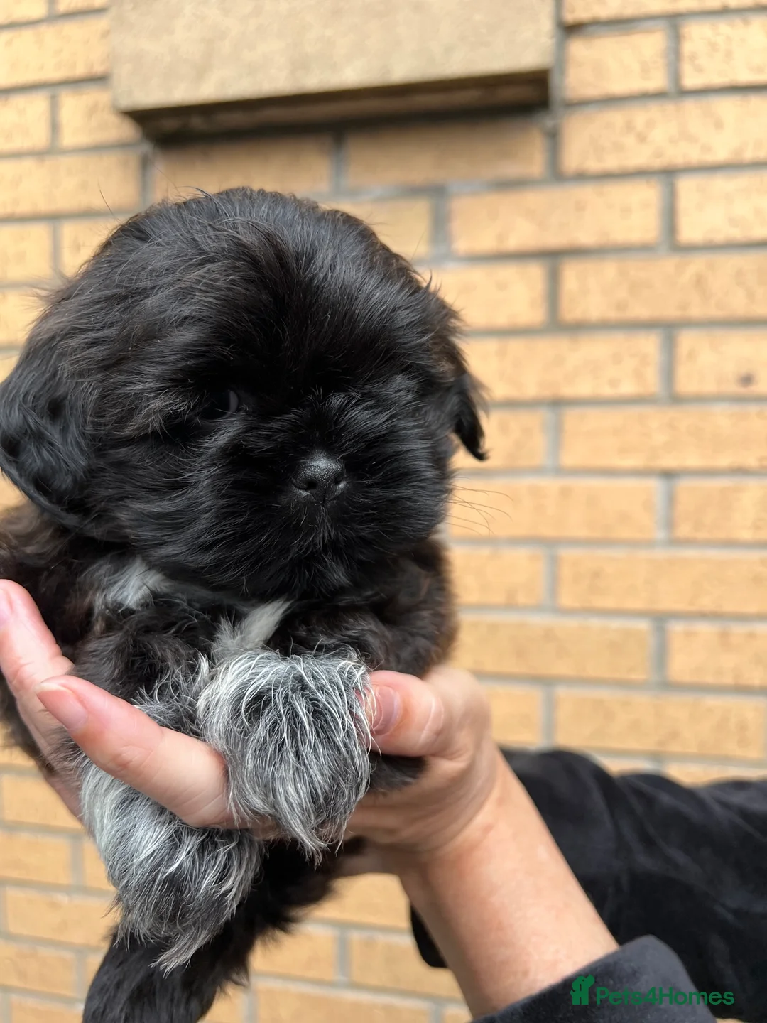 Shih Tzu dogs for stud: Shih tzu stud  in Glasgow - Advert 10