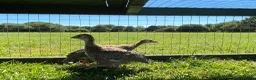 Guinea Fowl poultry for sale: 2 Grey Guinea fowl  - Advert 2