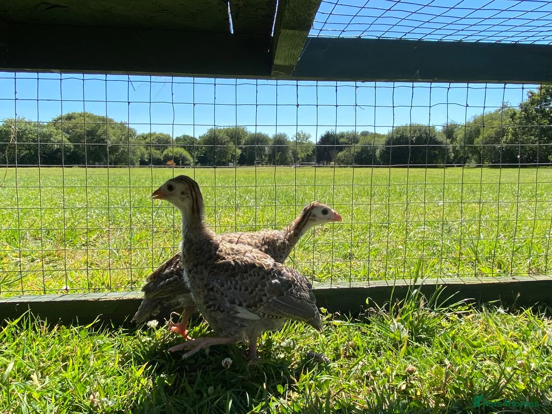 Guinea Fowl poultry for sale: 2 Grey Guinea fowl  - Advert 2