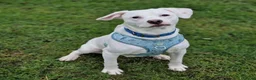 Mixed Breed dogs for adoption: Aspen (deaf puppy needing a special home) in Bude - Advert 8