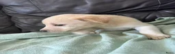 Mixed Breed dogs for sale: 7 beautiful siberian husky x labrador puppies - Advert 28